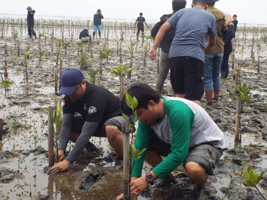 Tanam Ribuan Pohon Mangrove