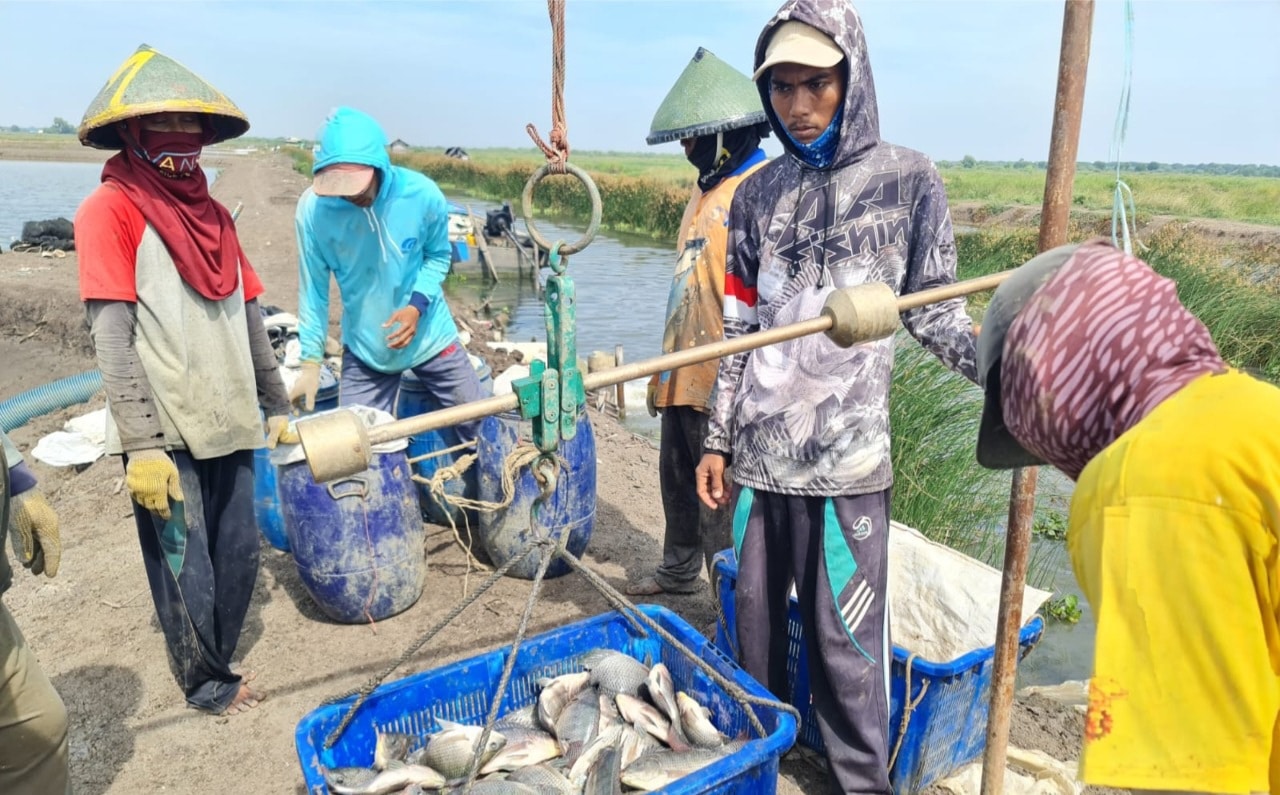 Kampung Budidaya Ikan Nila Salin Dilirik Pemerintah Pusat